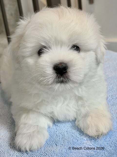 Beach Cotons Tito x Tori Litter, Bo