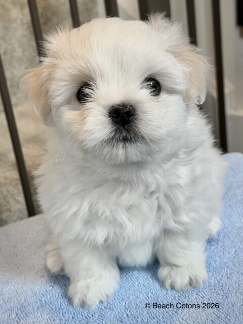 Beach Cotons Tito x Tori Litter, Daisy