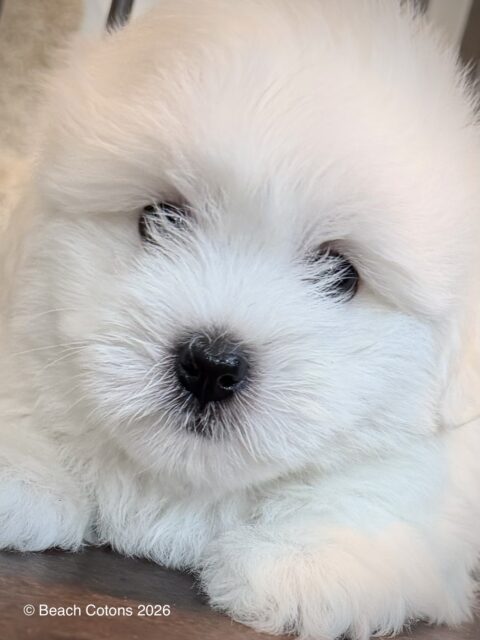 Beach Cotons Tito x Tori Litter, Bo