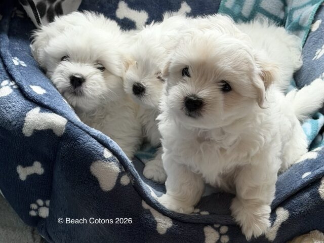 Beach Cotons Tito x Tori Litter, group shot