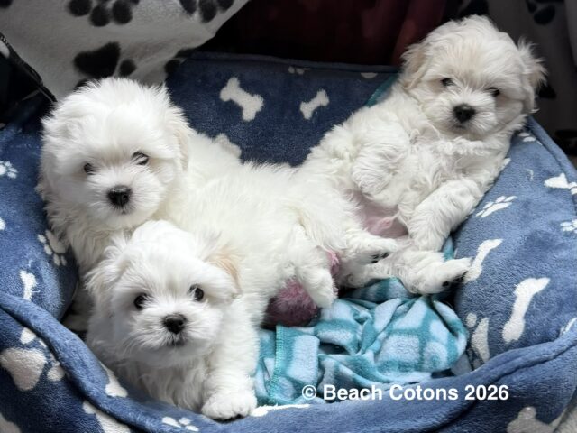 Beach Cotons Tito x Tori Litter, group picture