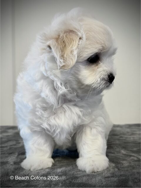 Beach Cotons Tito x Tori Litter, Luke