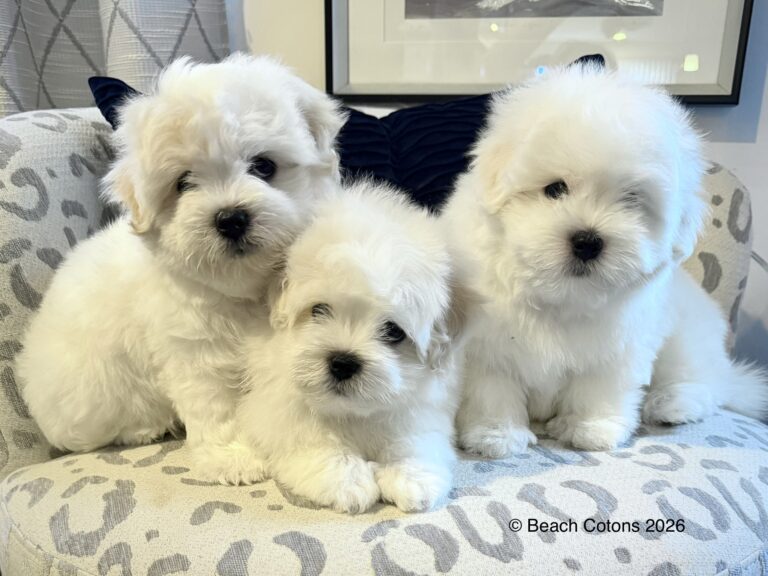 Beach Cotons Tito x Tori Litter, Group picture
