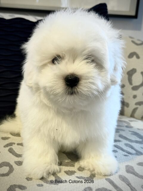 Beach Cotons Tito x Tori Litter, Bo