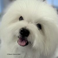 Our dear sweet Tito