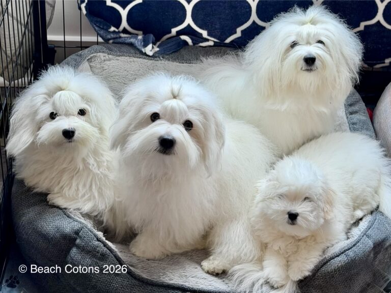 Cally, Tito, Tori and Isla