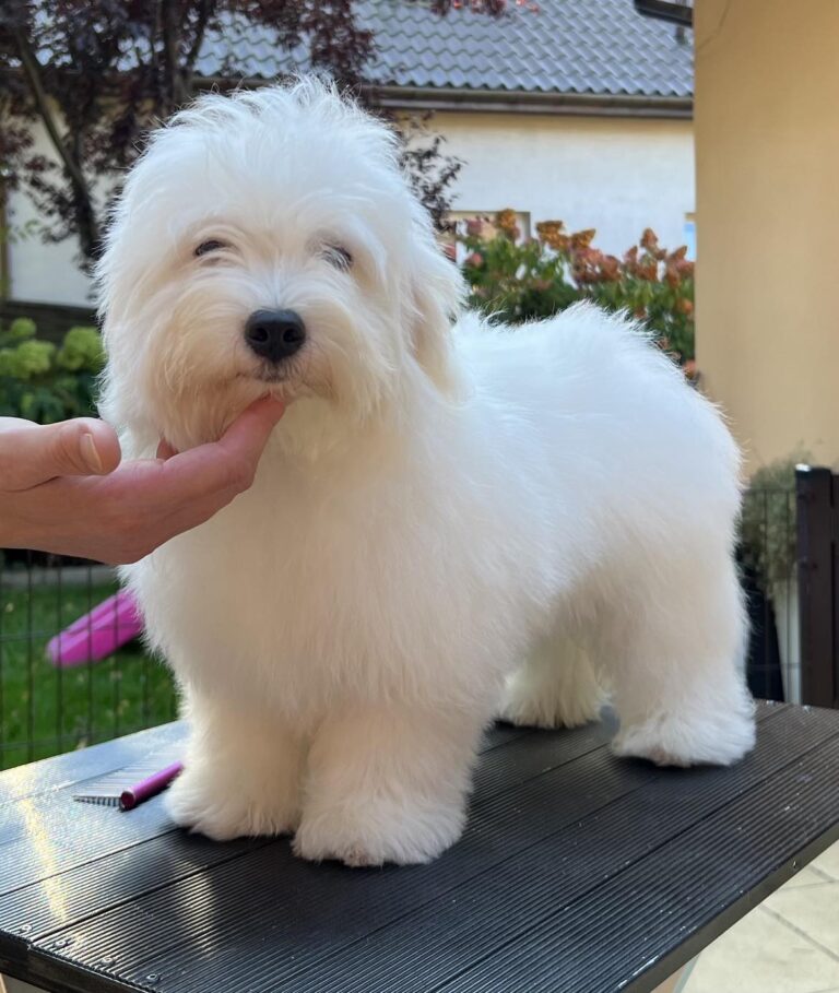 Loki as a puppy