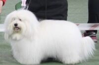 Chanel, Loki’s grandmother