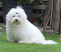 Junior, Loki’s grandfather