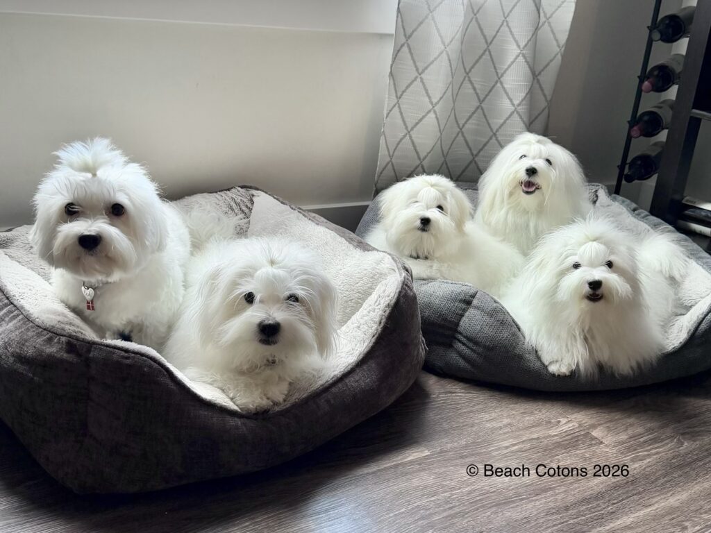 Loki, Tito, Isla, Tori & ally