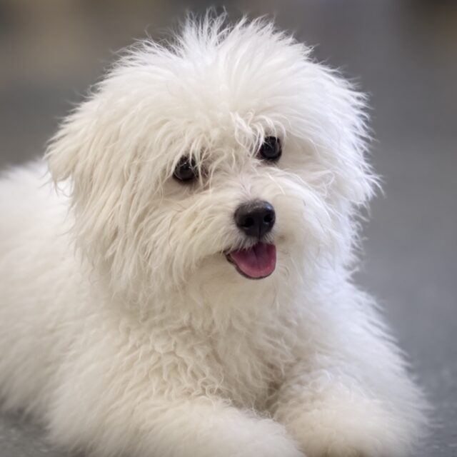 Loki’s male puppy