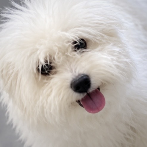 Loki’s puppy