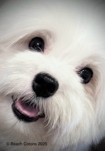 Coton de Tulear Puppies Available Pittsburgh PA